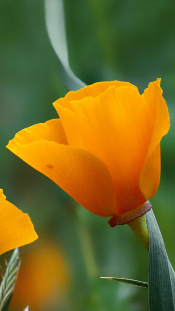 Original iPhone-Wallpaper