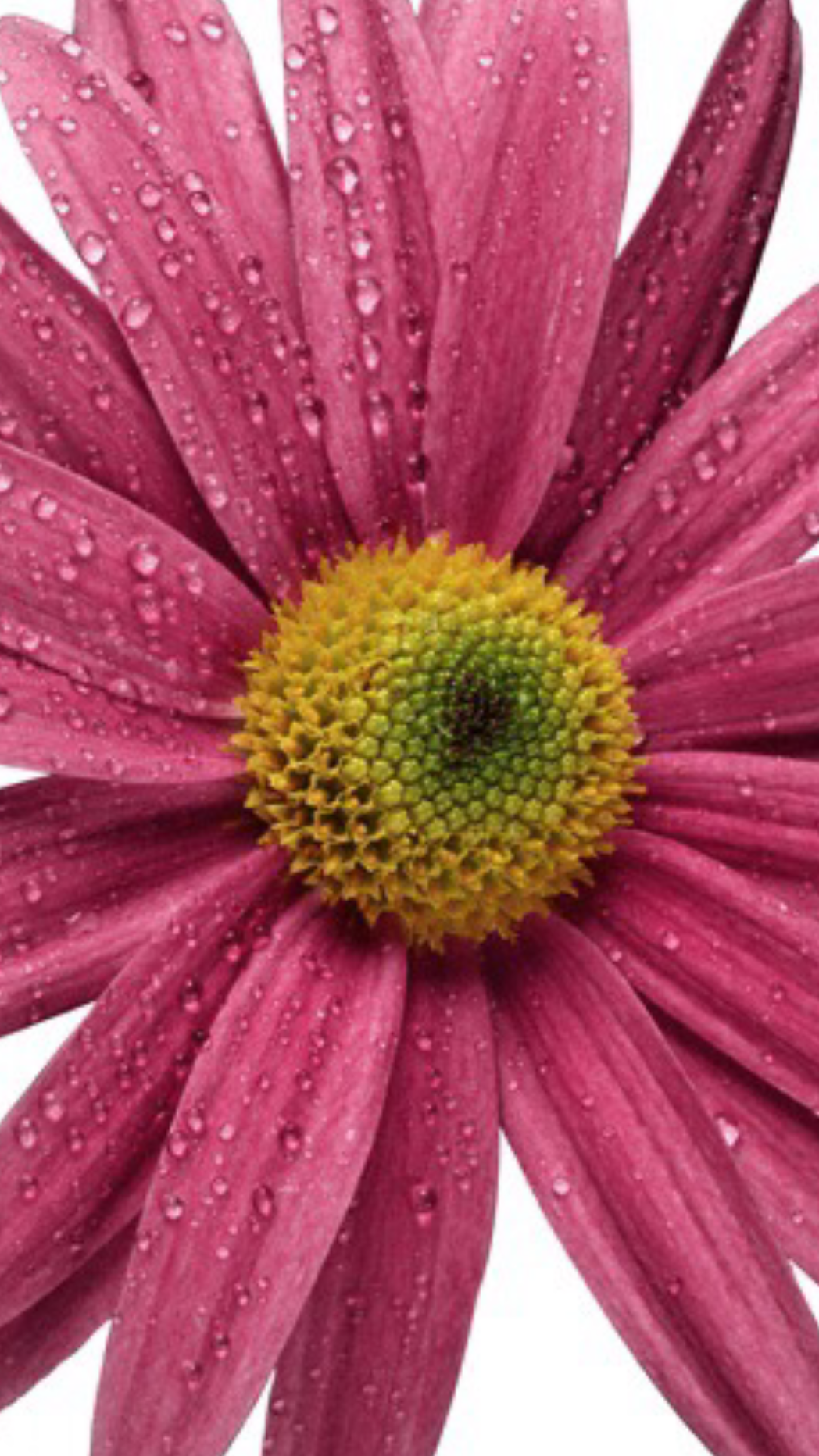 Original iPhone-Wallpaper