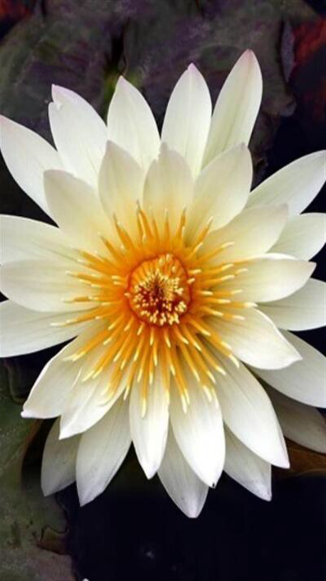 Original iPhone-Wallpaper