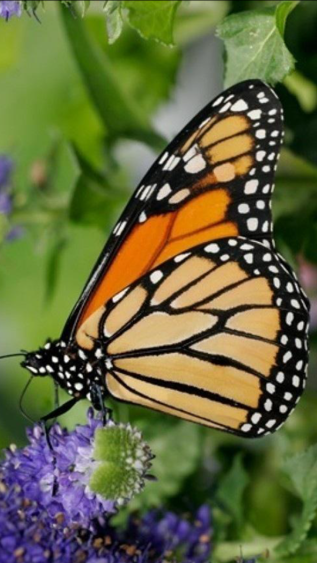 Original iPhone-Wallpaper