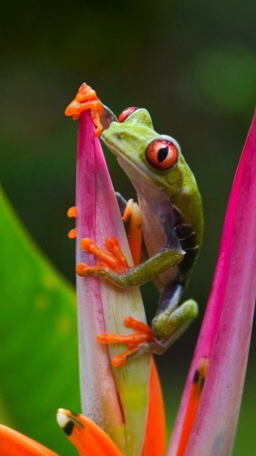 Original iPhone-Wallpaper