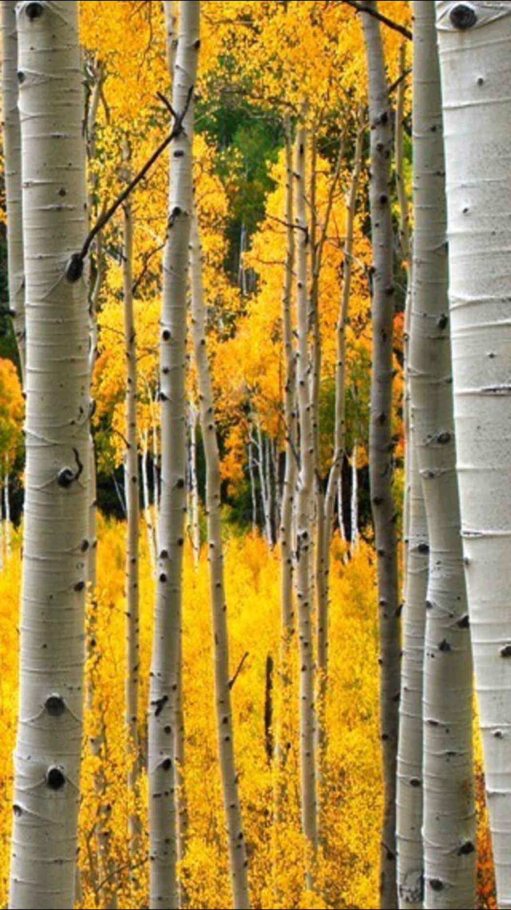 Original iPhone-Wallpaper