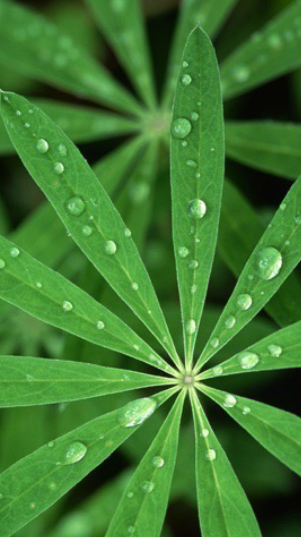 Original iPhone-Wallpaper